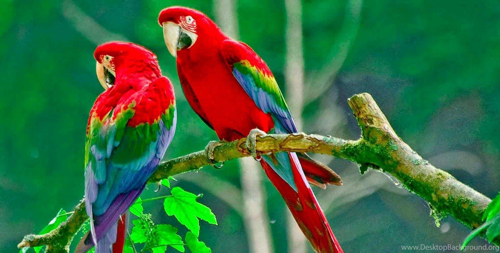 Free Beautiful Birds Wallpaper HD Desktop Background