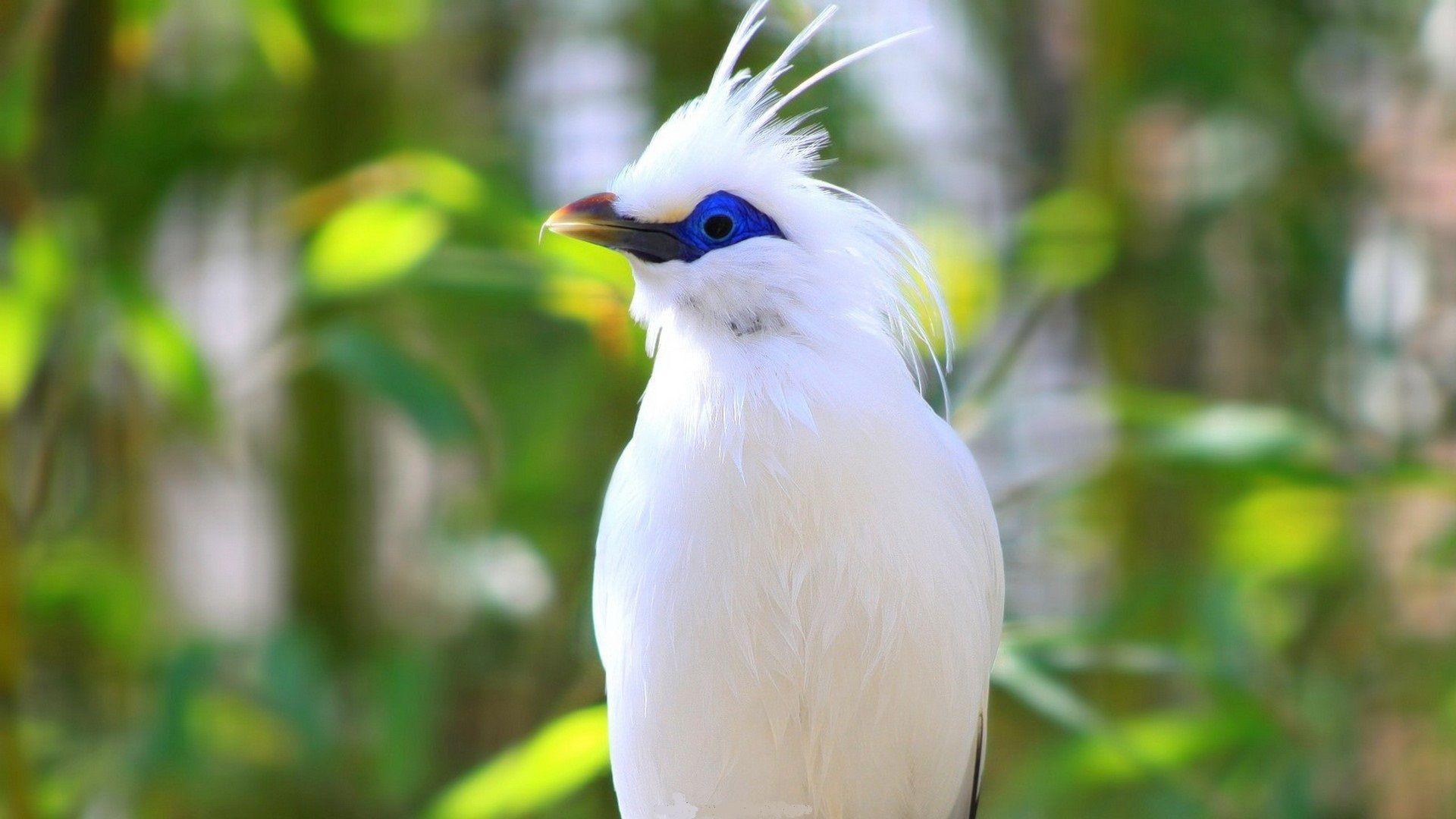 Beautiful Birds Around The World. Science & Technology