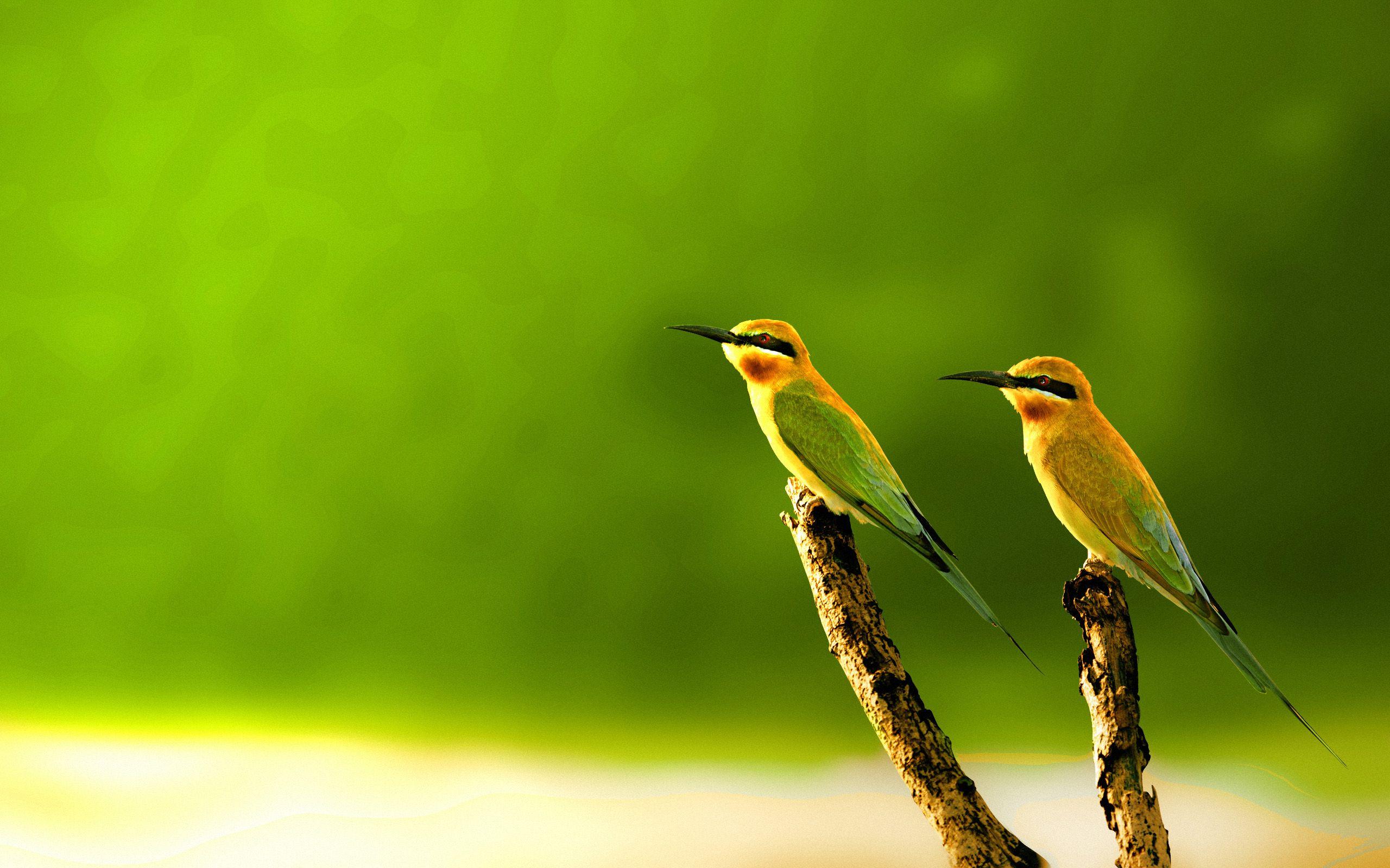 Download Golden Pheasant Bird wallpaper HD Most beautiful Birds