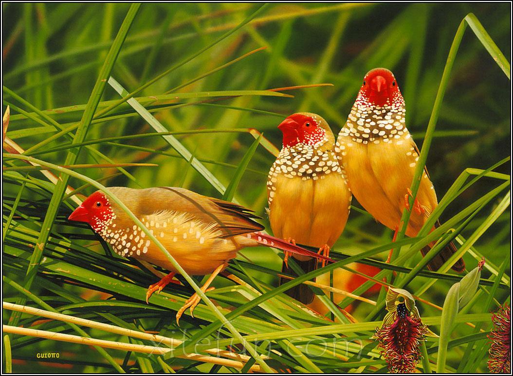Wallpaperpiolt: Beautiful Birds Wallpaper