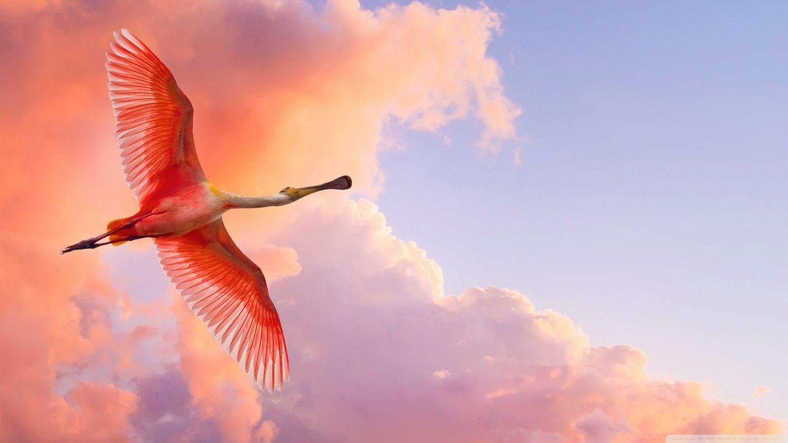 Beautiful Birds Flying ❤ 4K HD Desktop Wallpaper for 4K Ultra HD TV