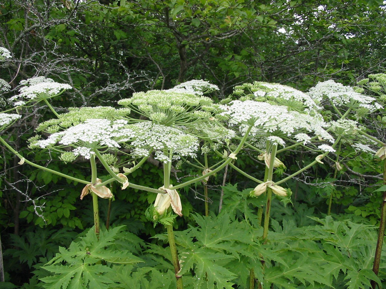 Giant Hogweed, Advice, Identification & Solutions