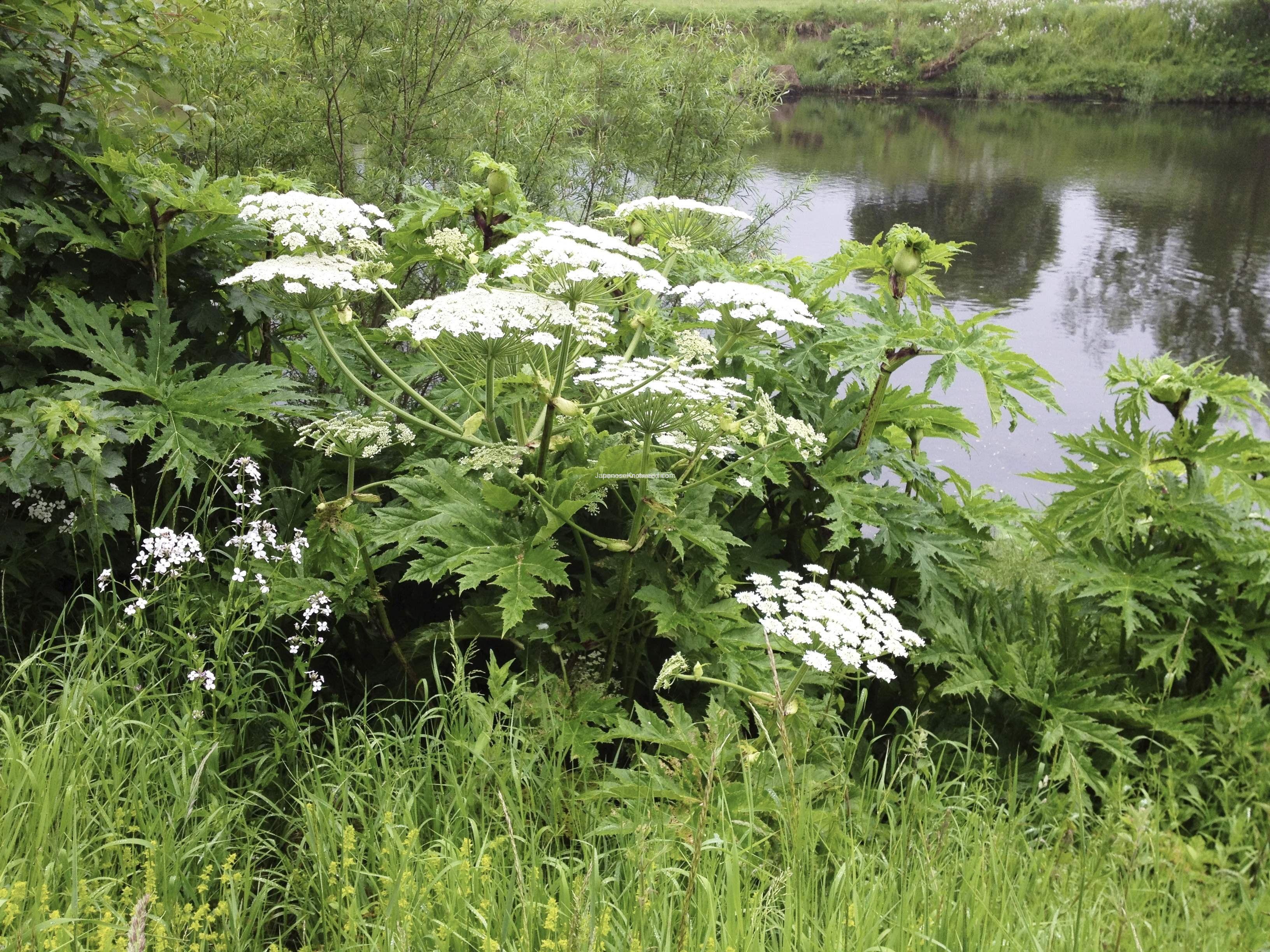 Giant Hogweed Gallery