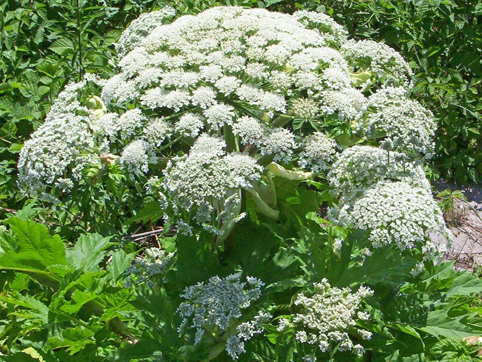 Giant Hogweed Wallpapers - Wallpaper Cave