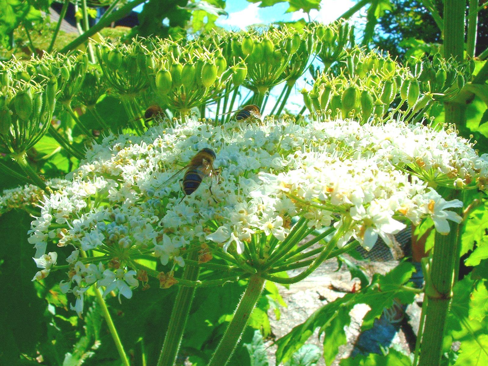 Giant Hogweed Wallpapers - Wallpaper Cave