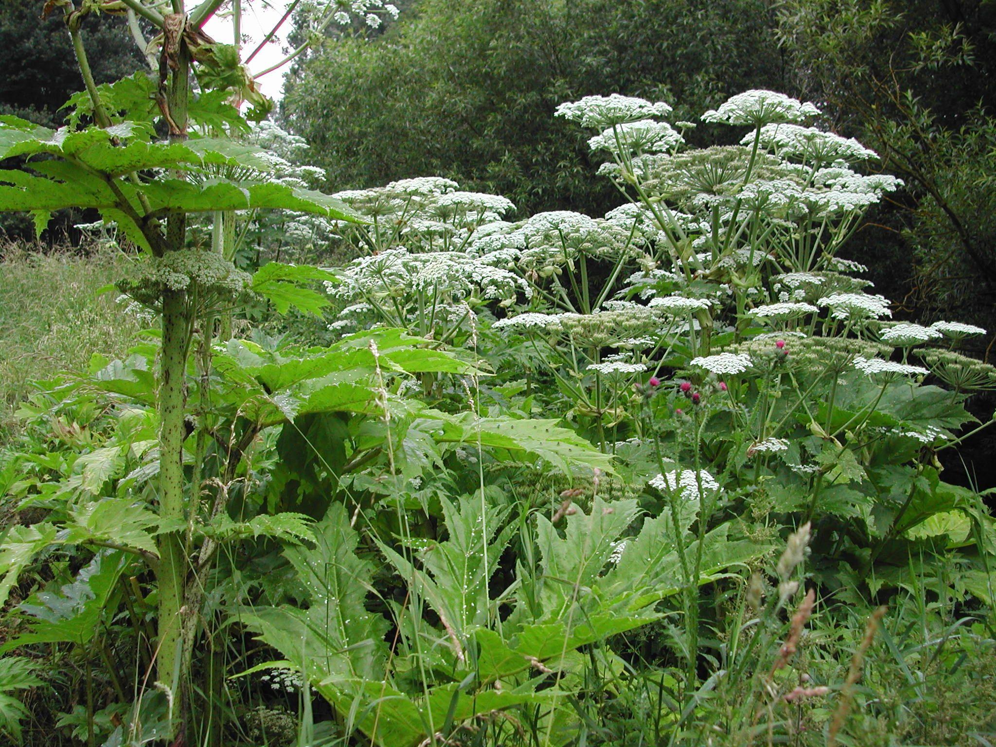 Giant Hogweed Wallpapers - Wallpaper Cave