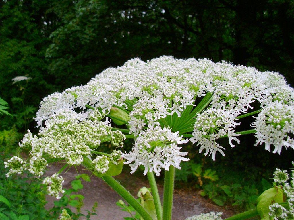 Giant Hogweed