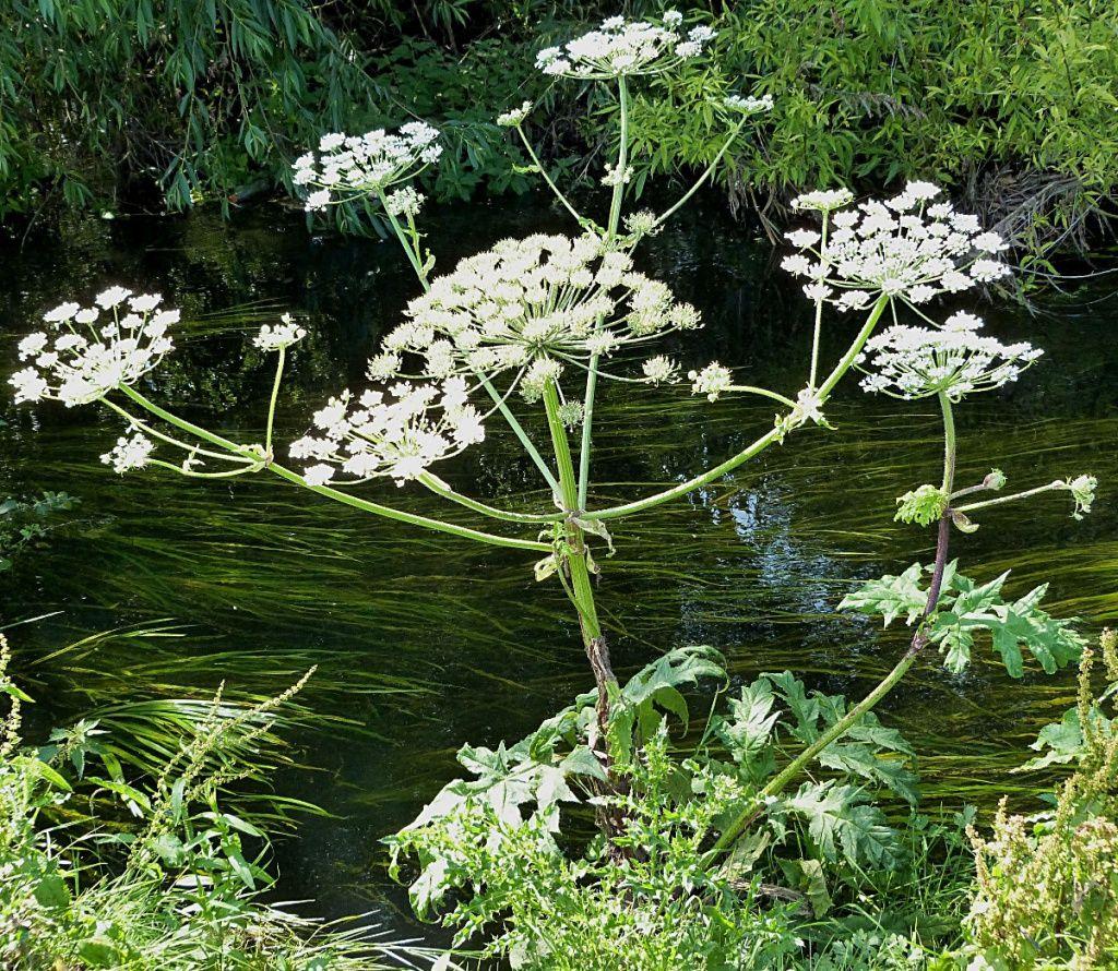 Giant Hogweed