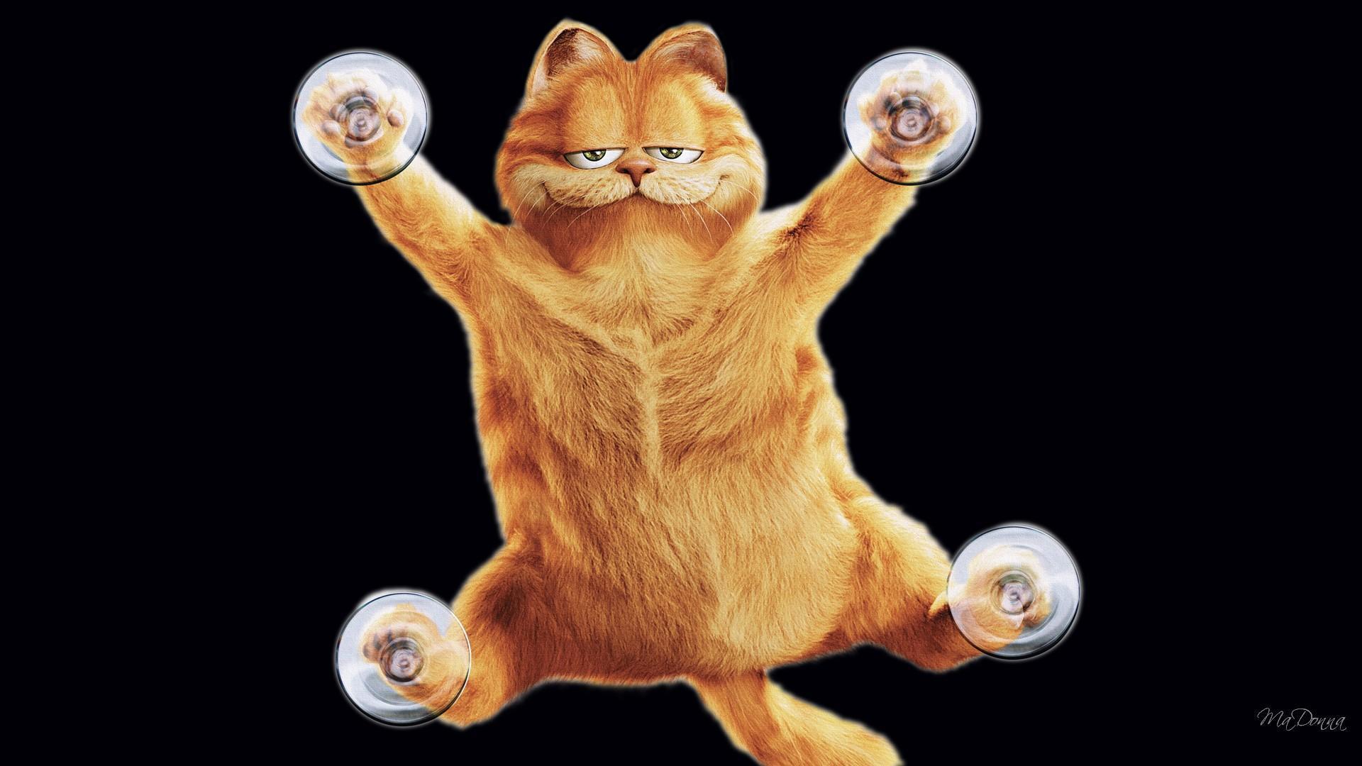 Garfield Stuck On Desktop HD desktop wallpaper, Widescreen, High