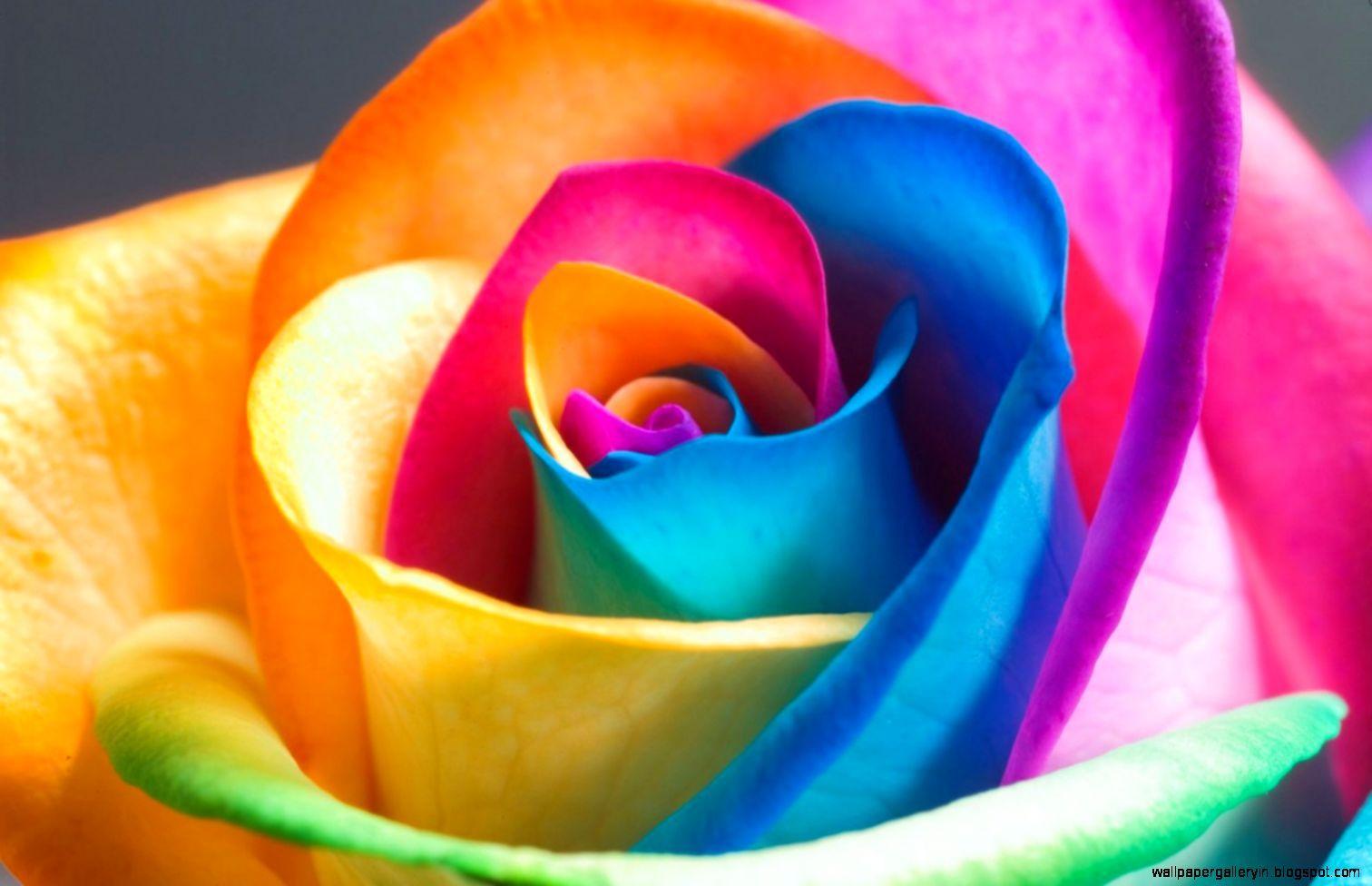 Flower Beautiful Colour HD Wallpaper
