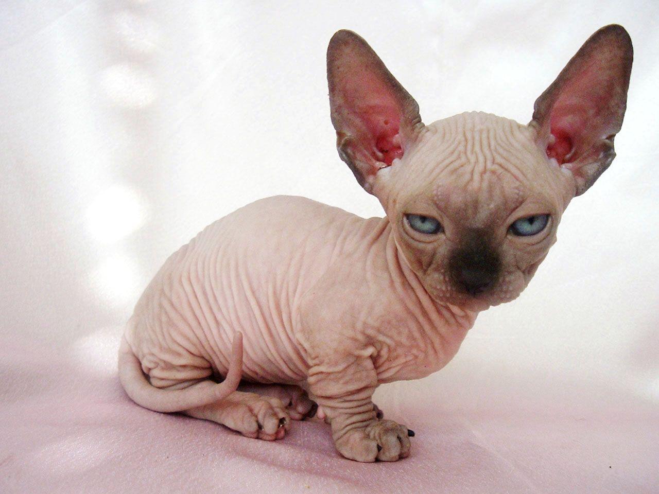 bald cat kitten