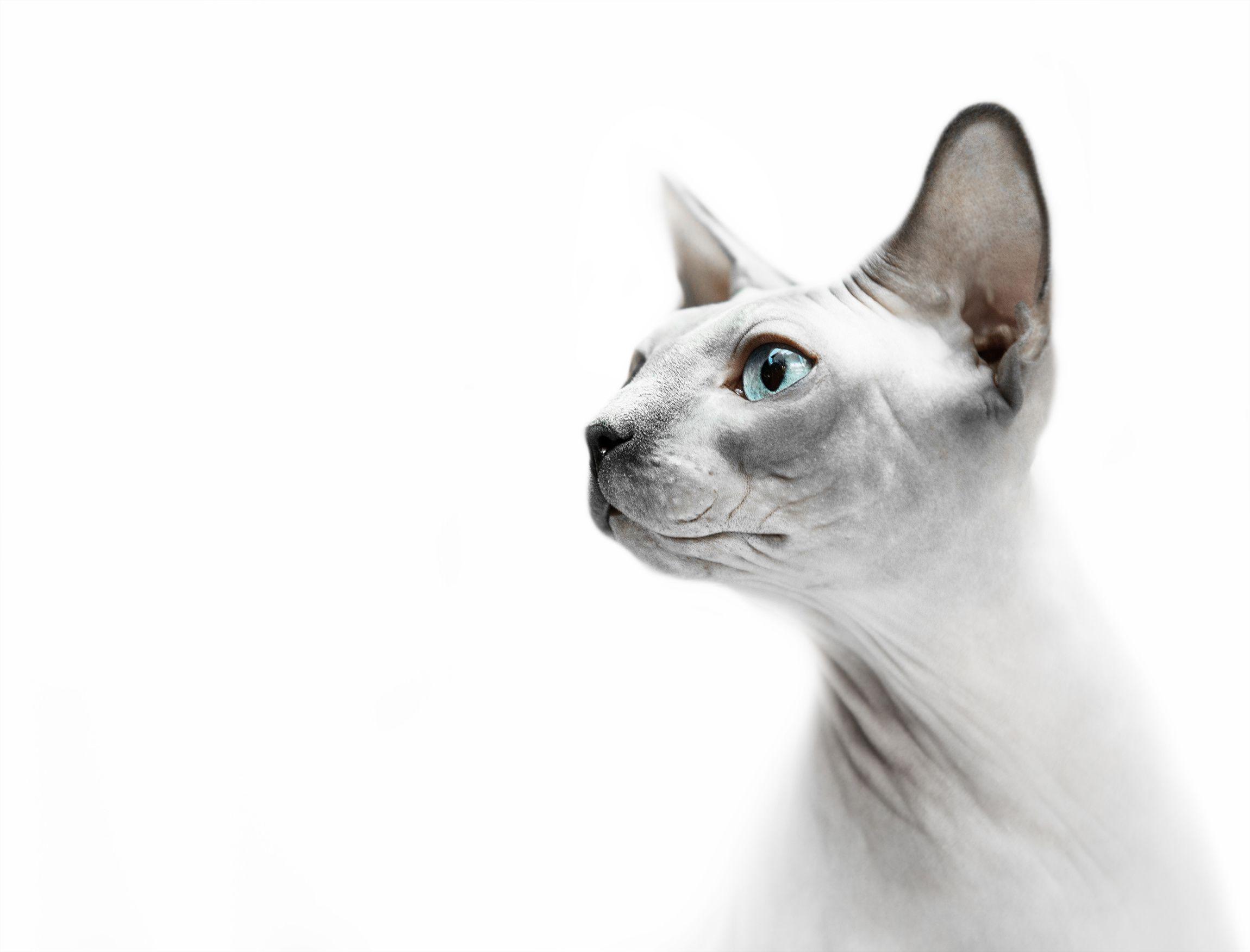 Sphynx Cat HD Wallpaper and Background Image