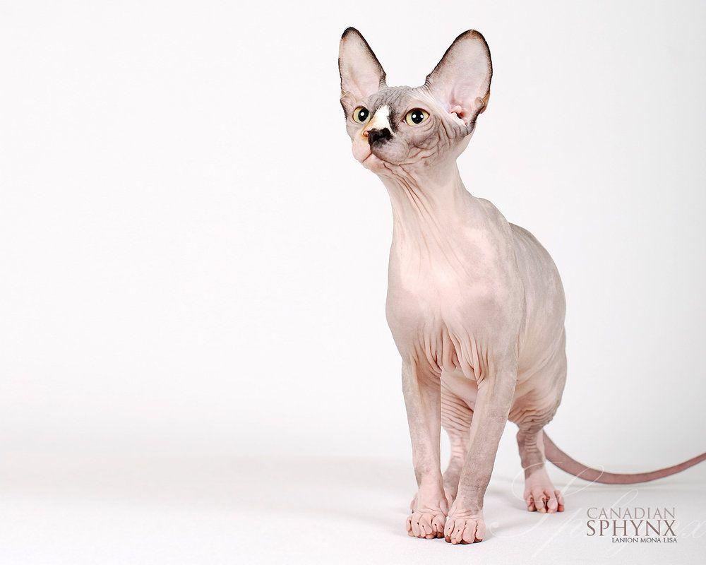 Sphynx Cat Wallpaper Cute and Docile