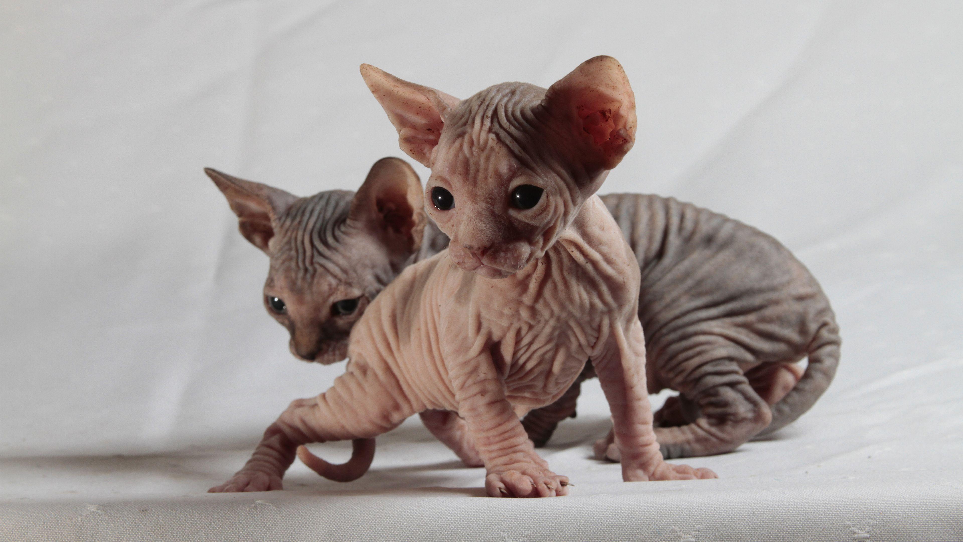 Photo Kittens Sphynx cat Cats Two Animals 3840x2160