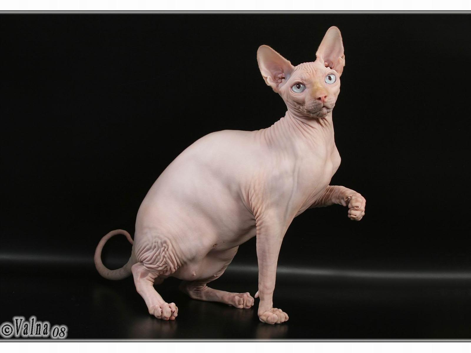 Sphynx Cat Wallpaper Cat and Doggy Funny Cat Wallpaper