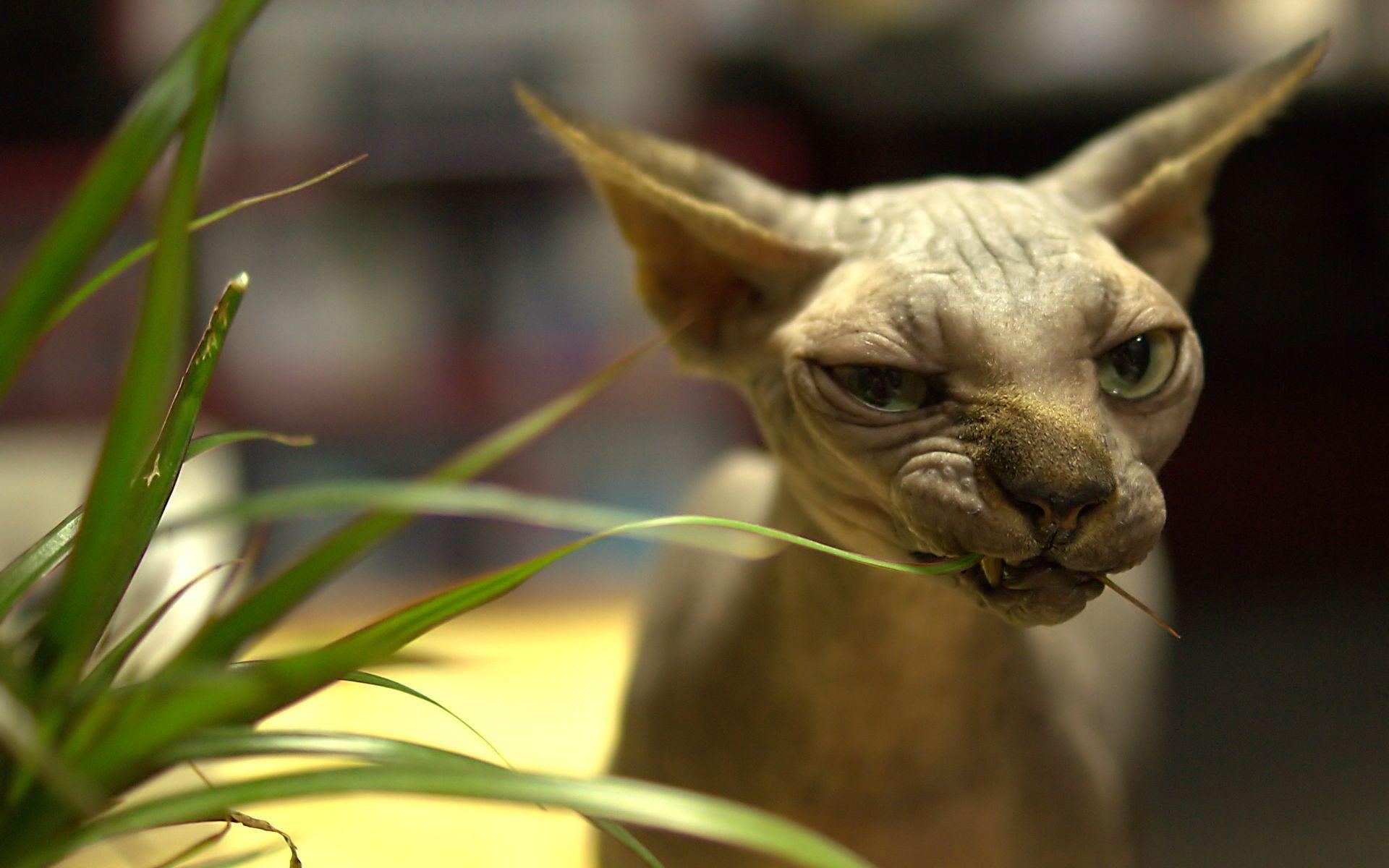 sphynx. Cat. picture and wallpaper for desktop. Animals