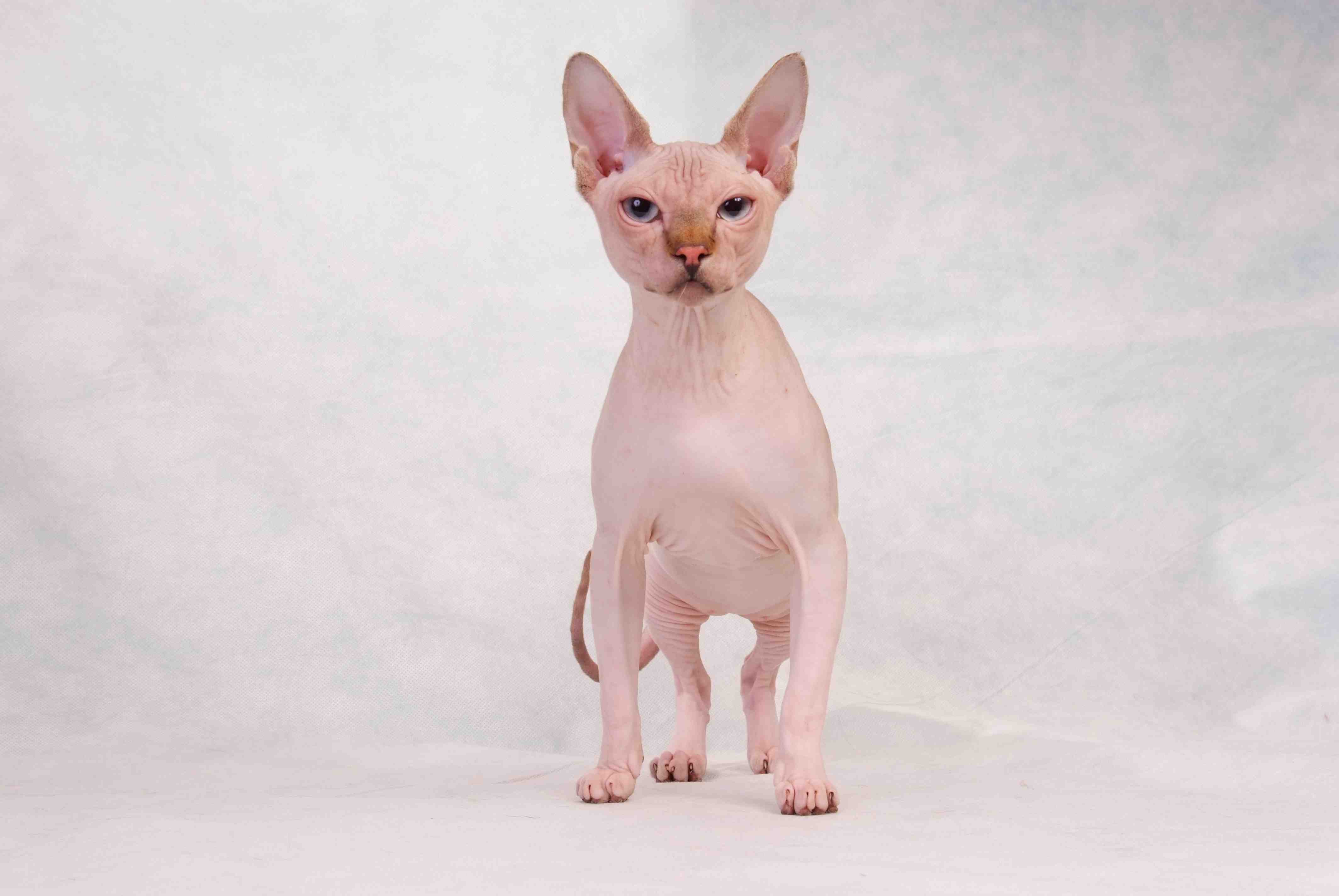 Sphynx cat with blue eyes posing on a white background wallpaper