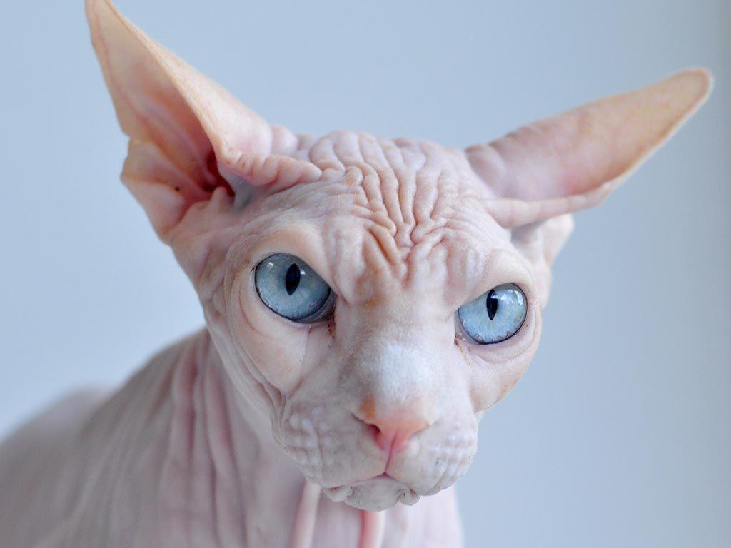 The Sphynx is a breed of cat known for its lack of a coat