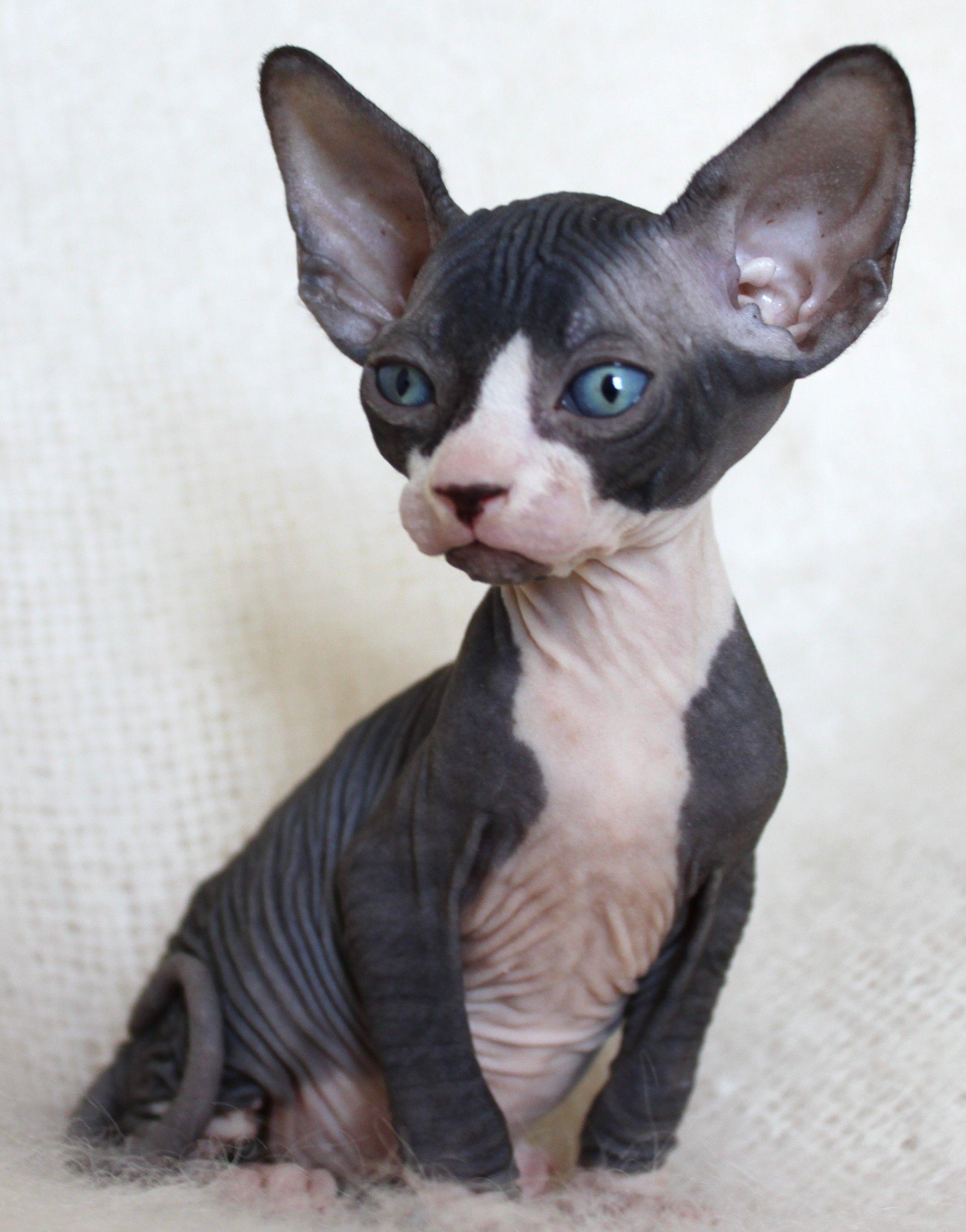 Black Hairless Cats Picture Gallery.com. Cats
