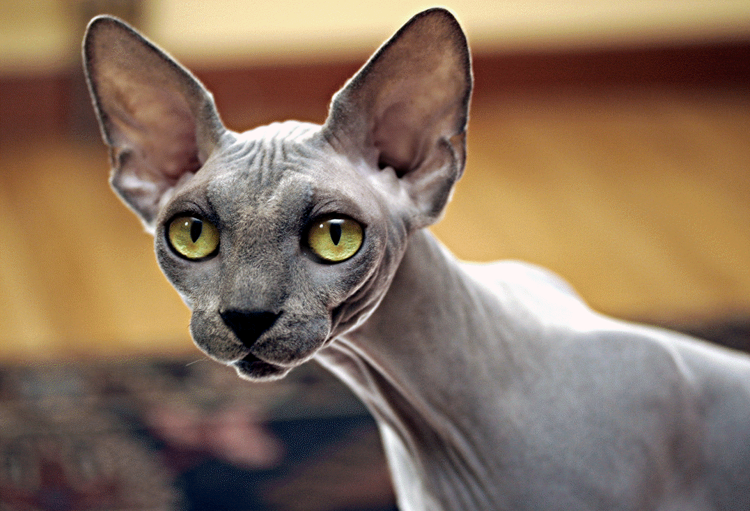 Bonny Sphynx photo and wallpaper. Beautiful Bonny Sphynx picture