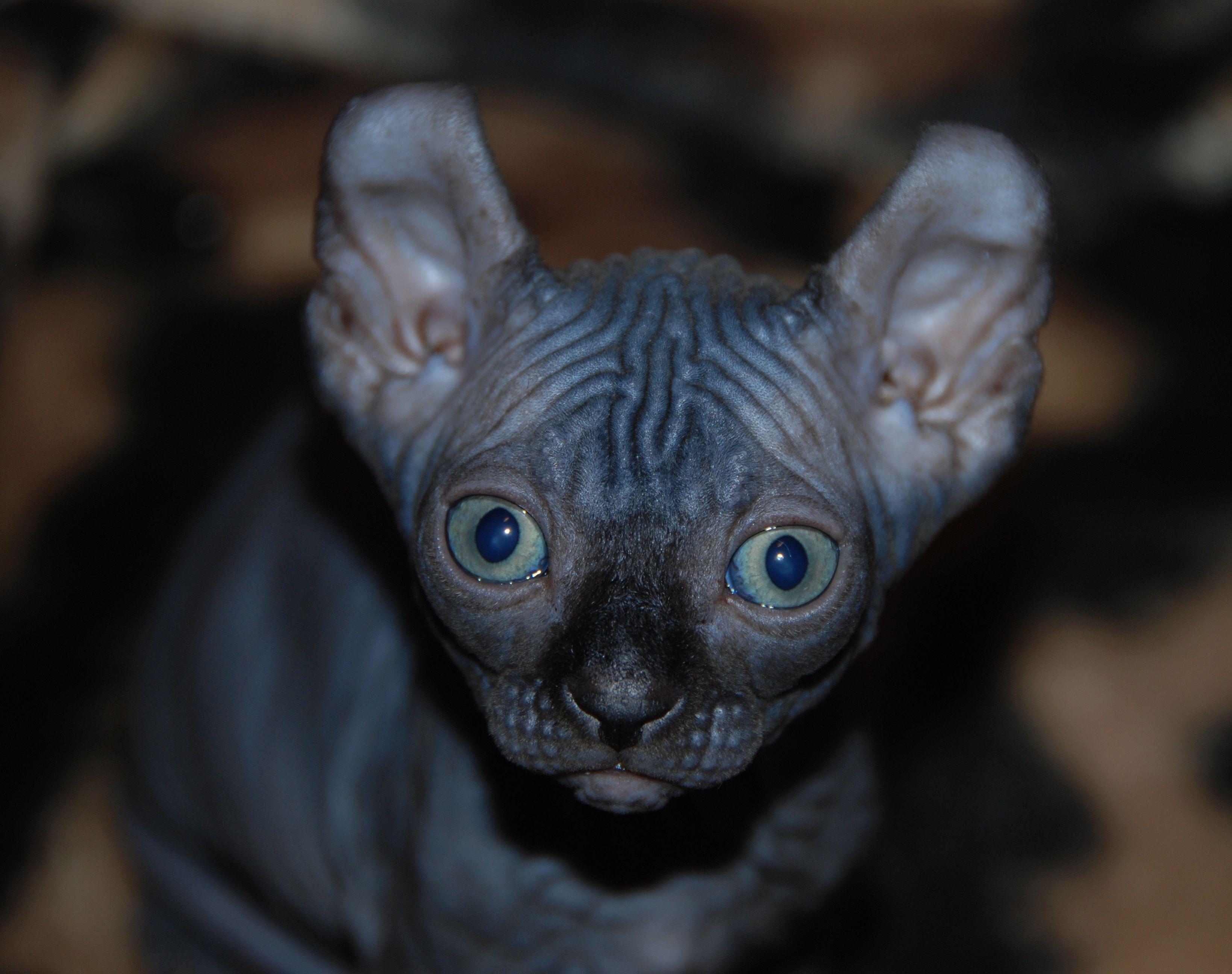Sphynx Cats 101: Everything You Need to Know About the Hairless