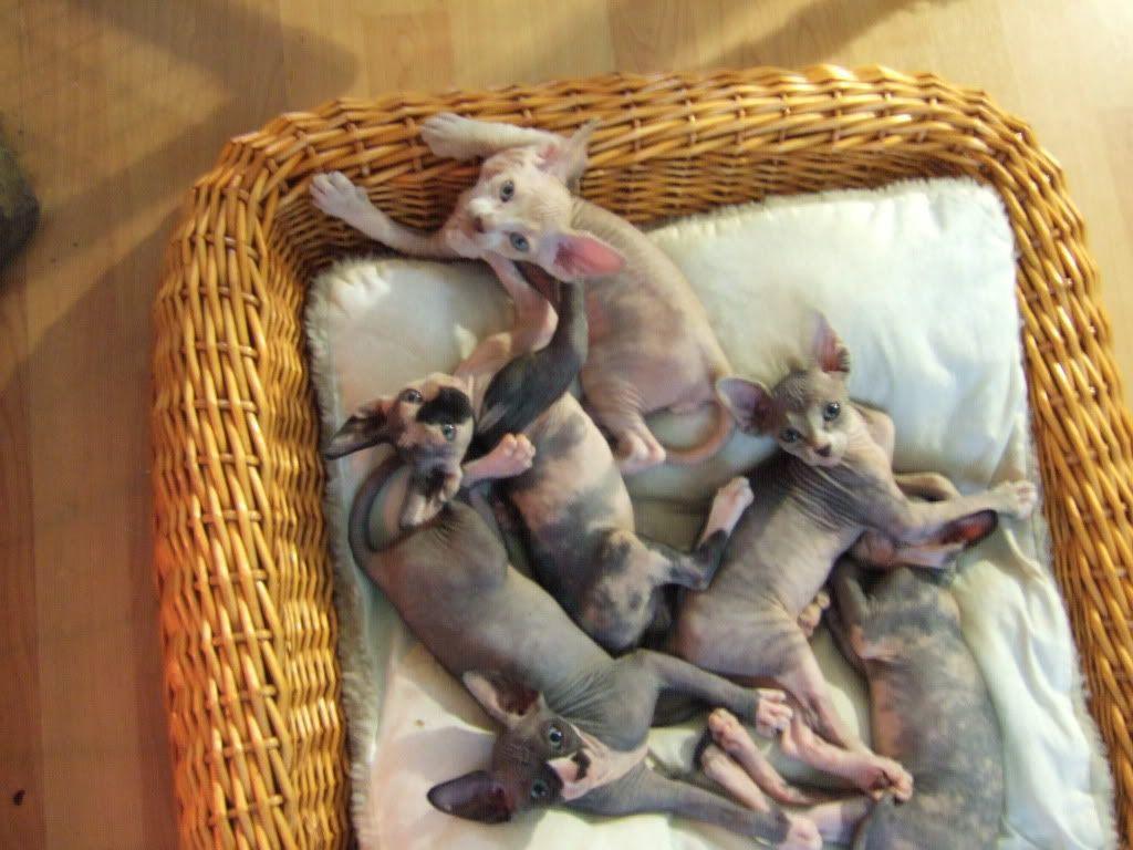 Sphynx kittens in basket photo and wallpaper. Beautiful Sphynx