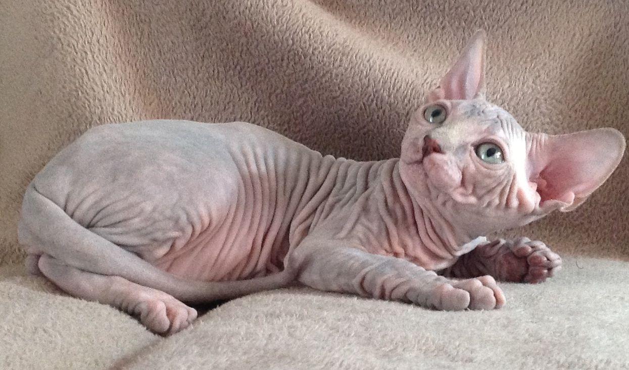 Sphynx on a couch photo and wallpaper. Beautiful Sphynx on a couch