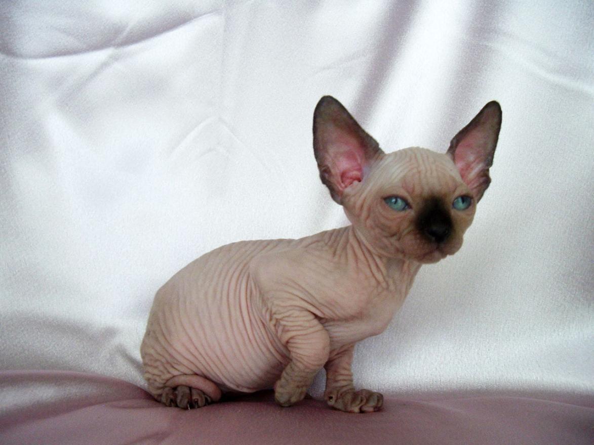Sphynx Cat Wallpaper Cute and Docile