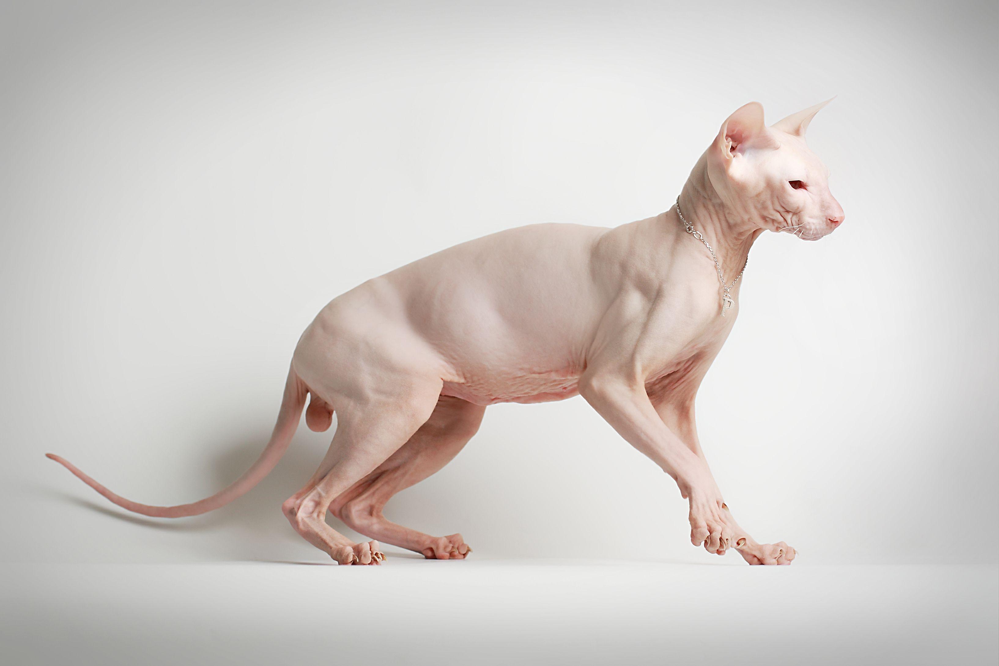 Sphynx cat posing on a white background wallpaper and image