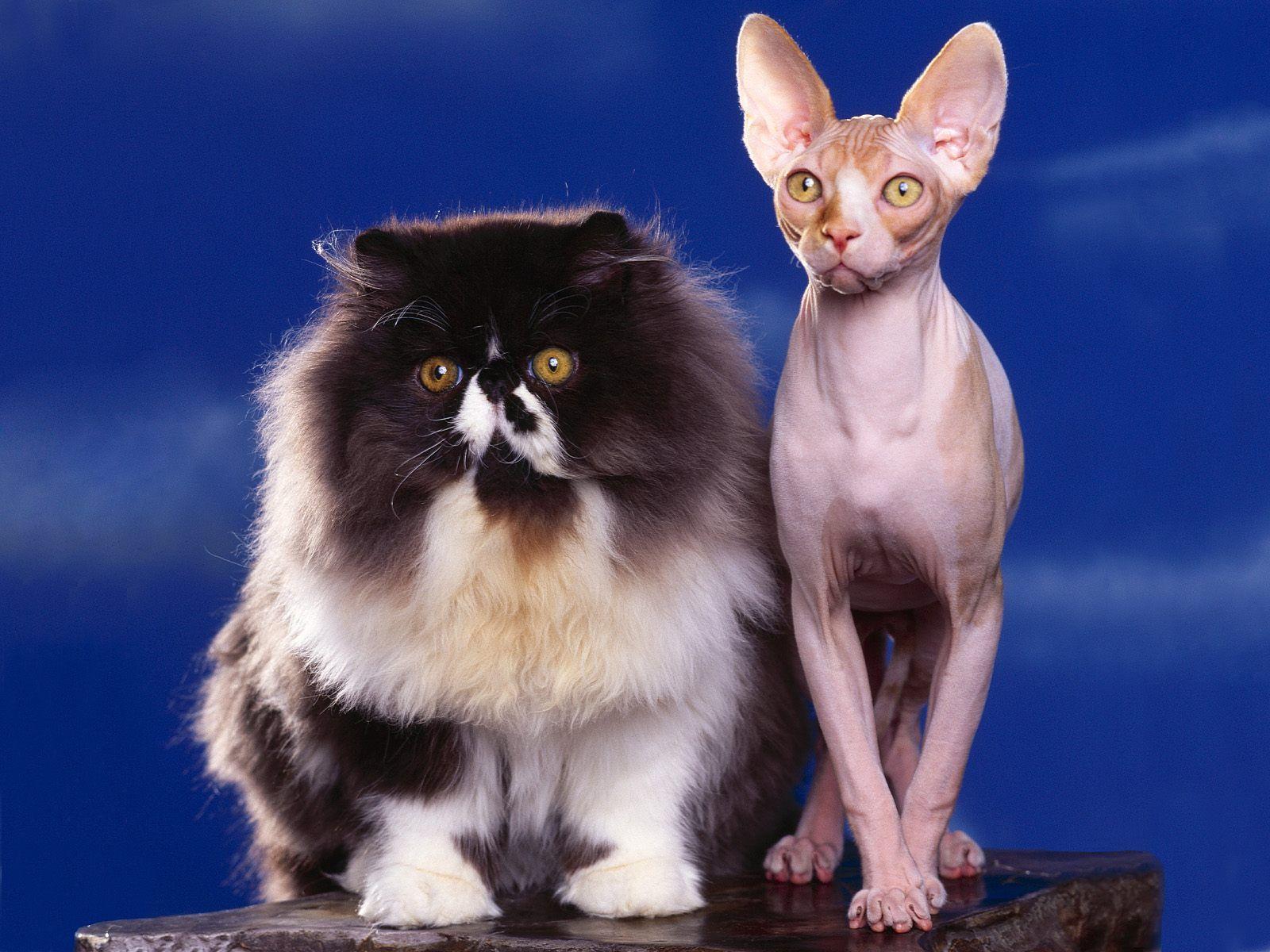 Persian and Sphynx. CUTE CATS 2. Sphynx, Cat