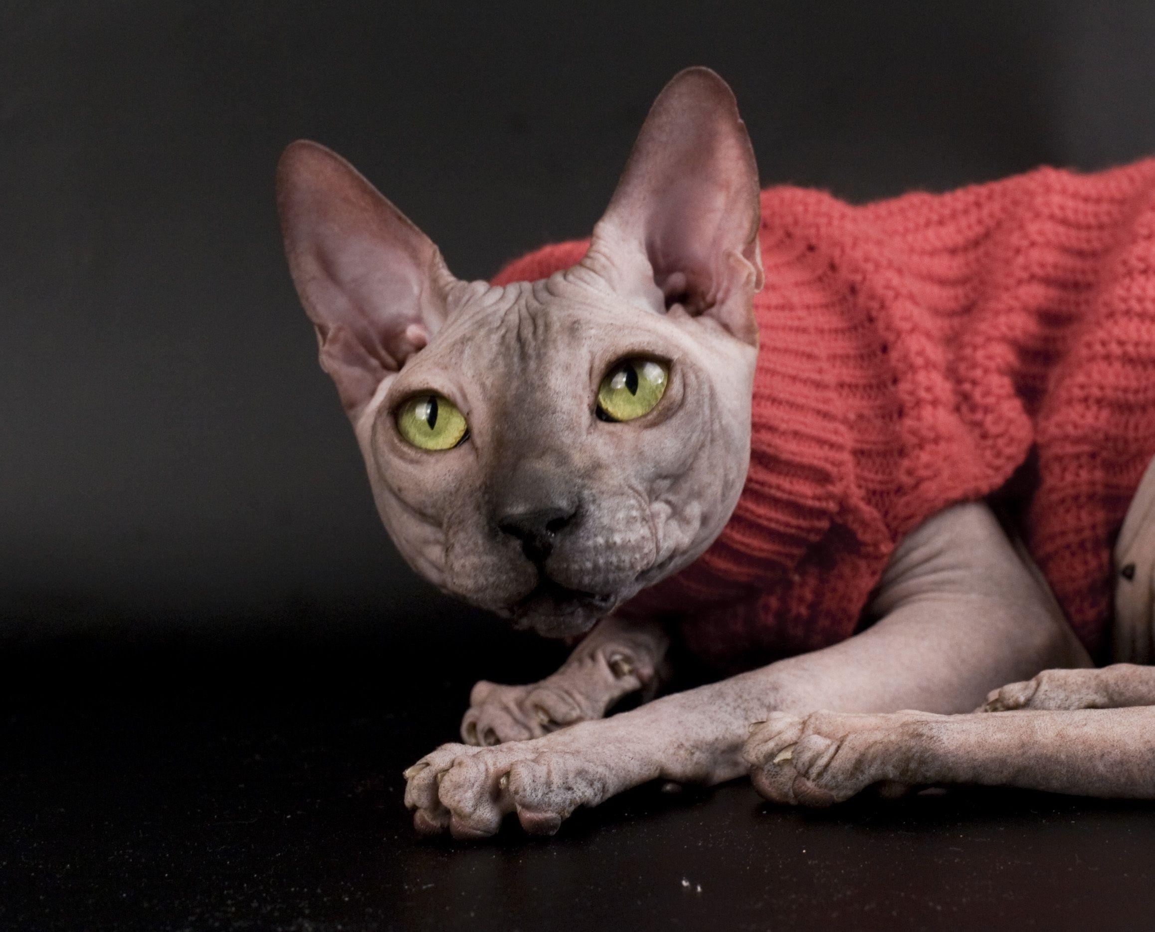 Sphynx cat in a sweater wallpaper and image, picture