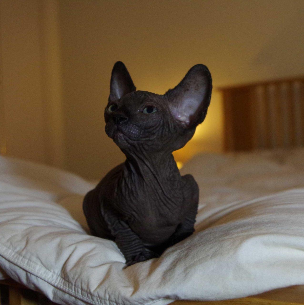 Very Beautiful Black Sphynx Cat Picture