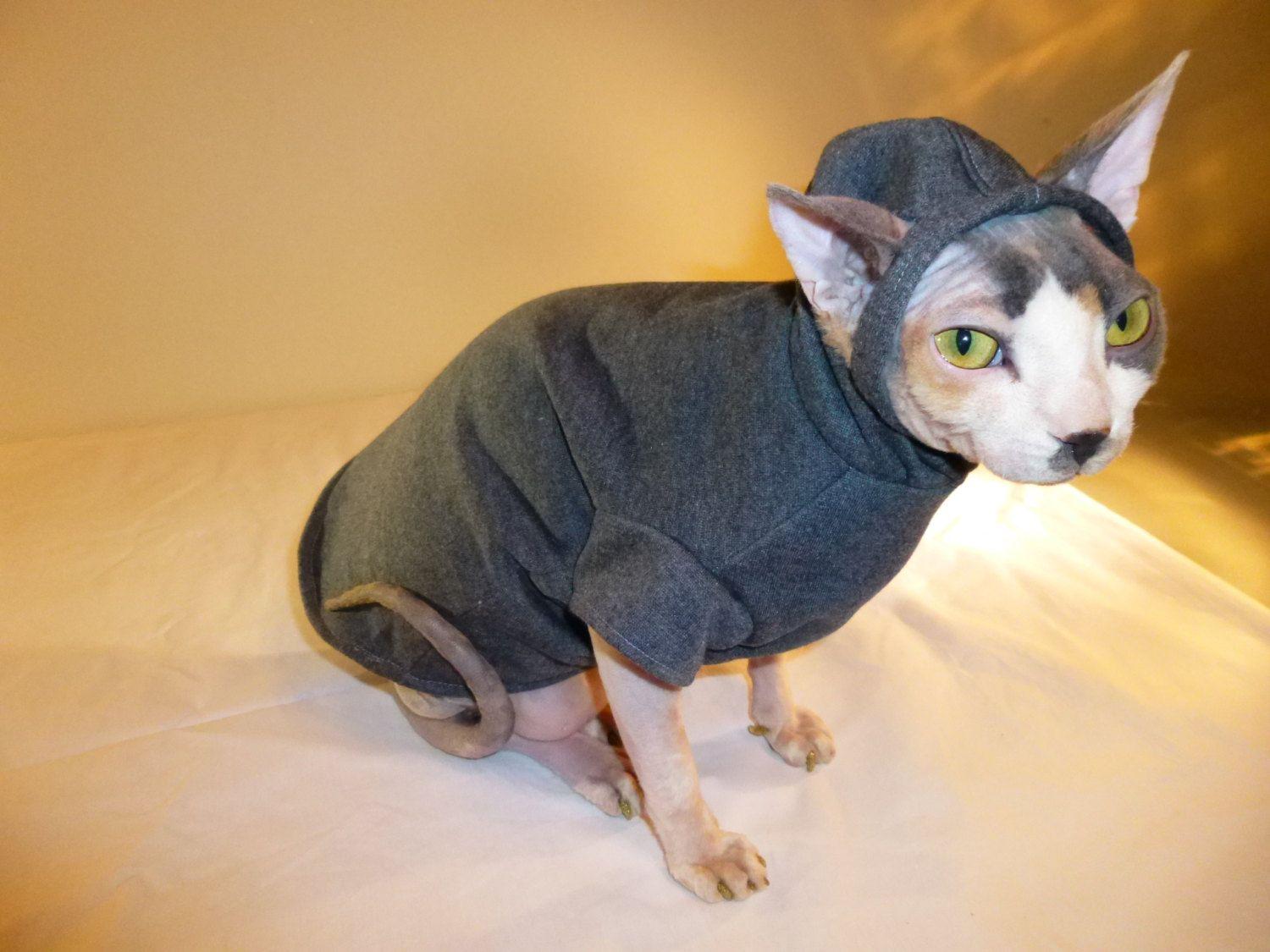Sphynx Cat In Clothes HD Wallpaper, Background Image