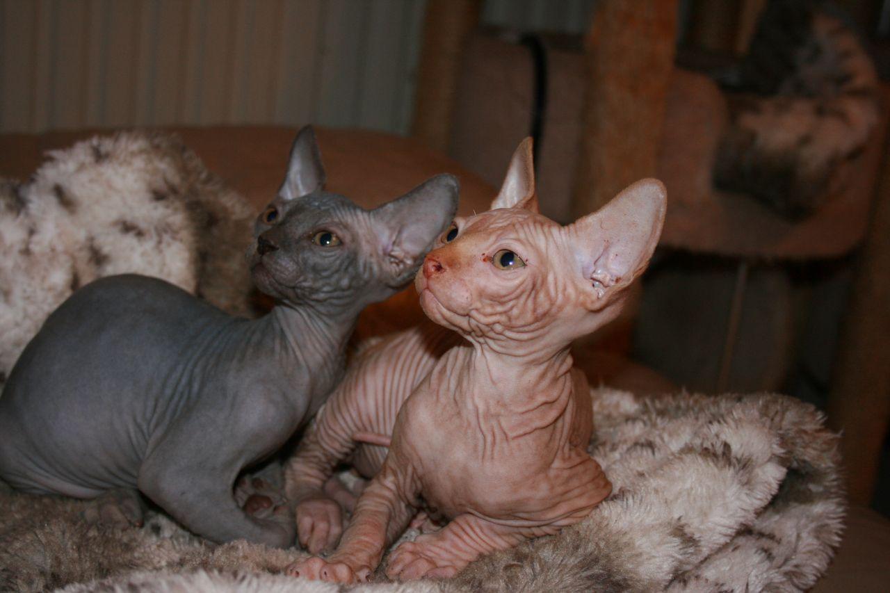 Adorable Sphynx Kittens Canvey Island, Essex Pets4Homes