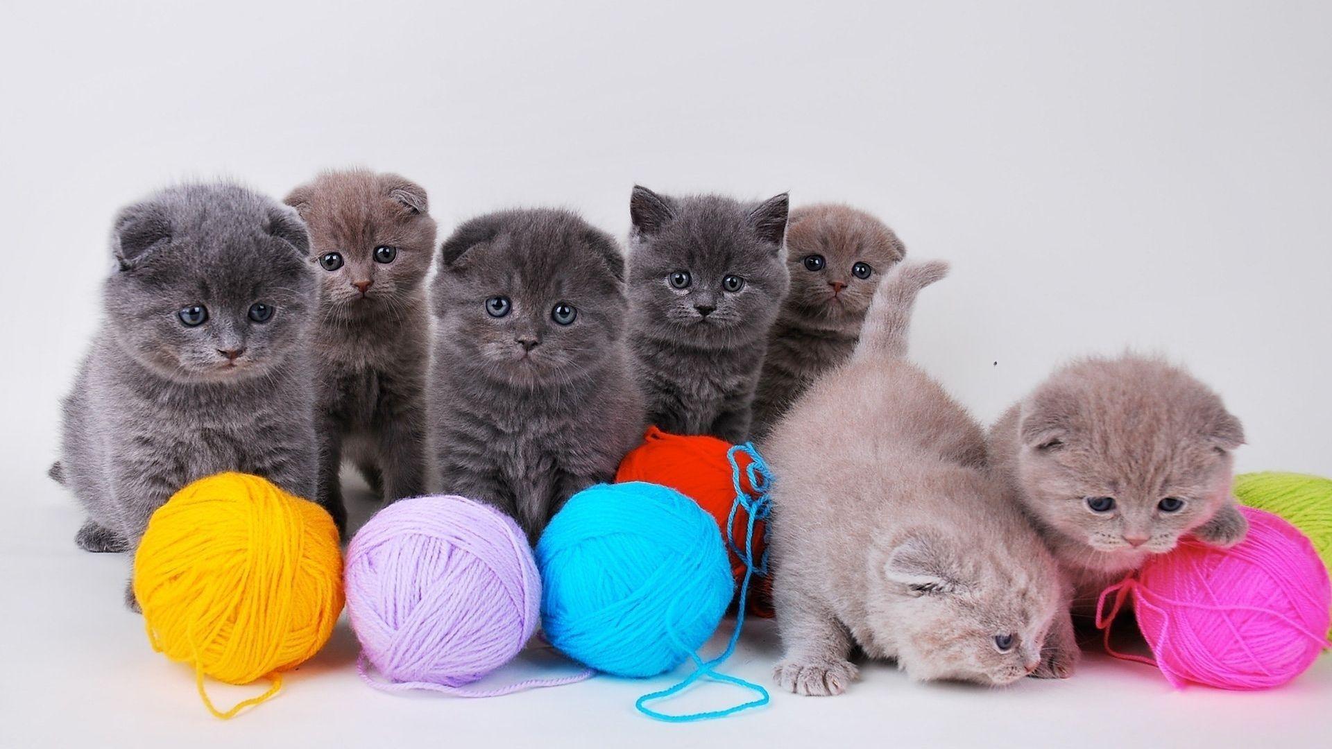 Kittens Playing With Wool Wallpaper. HD Animals and Birds