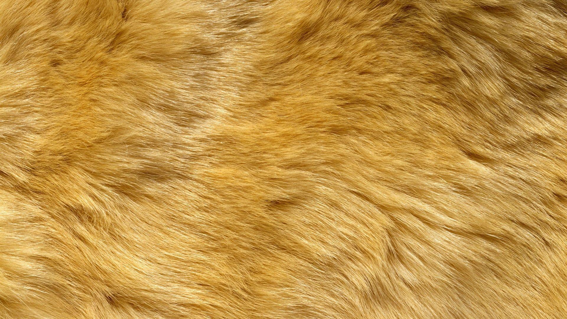 Download Wallpaper 1920x1080 fur, wool, hair, long hair Full HD