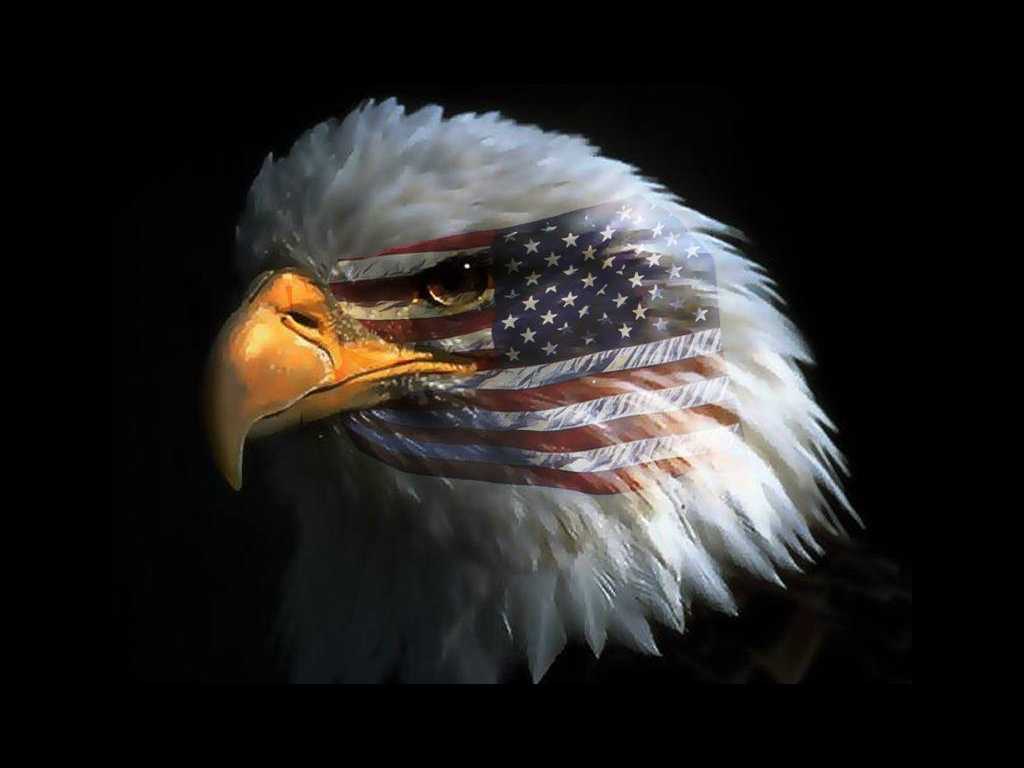 American Eagle Wallpaper High Resolution Of iPhone HD Image