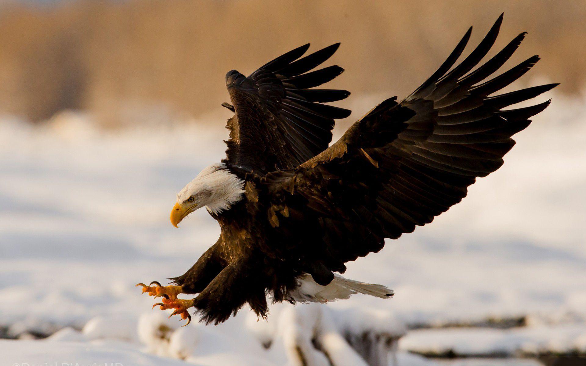 American eagle symbol black and white beautiful bald eagle