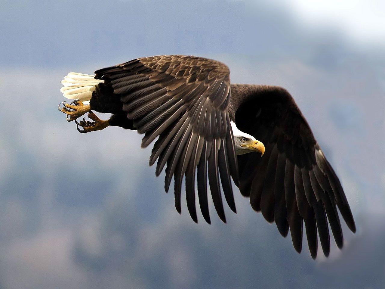 Eagle Wallpaper Eagle Birds Wallpaper Gallery
