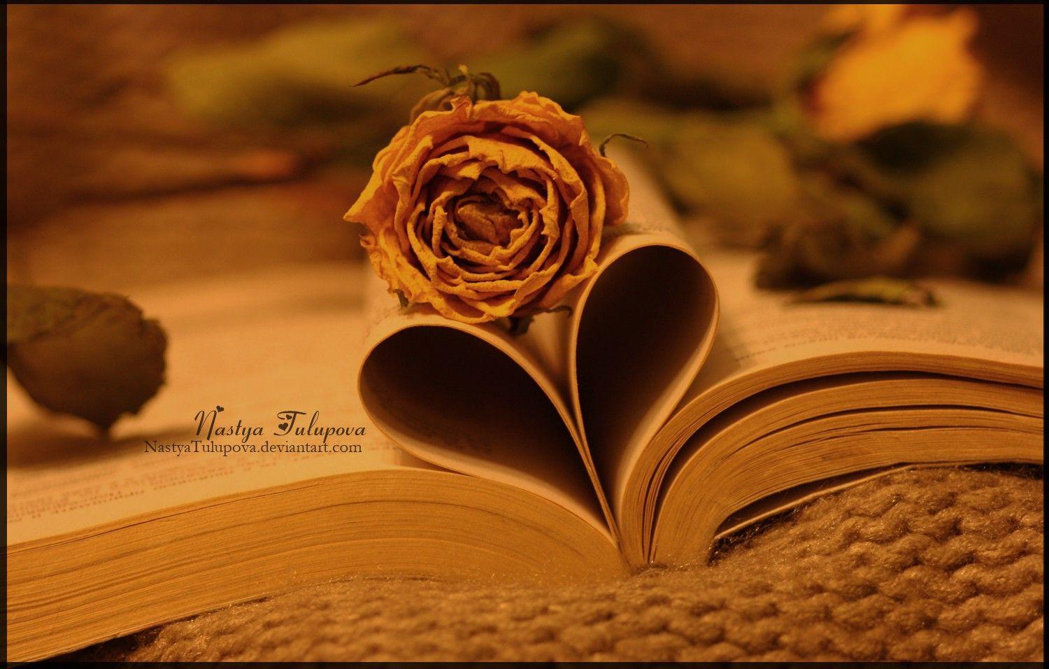 Died Tag wallpaper: Love Red Memories Rose Book Died Soft Flower HD