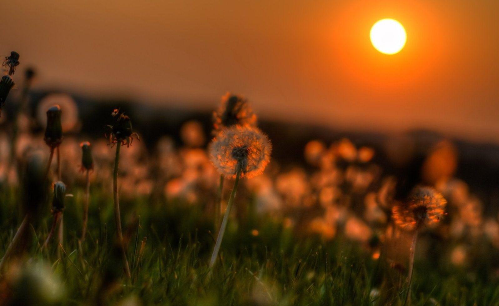 Free HD 3D Sun Flower Good Evening Wallpaper Download