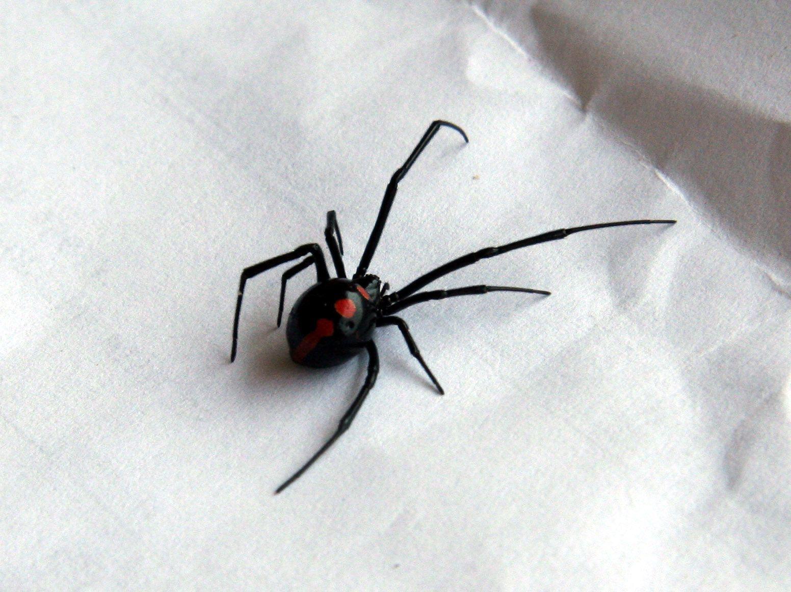 Image Black Widow Spider Wallpaper