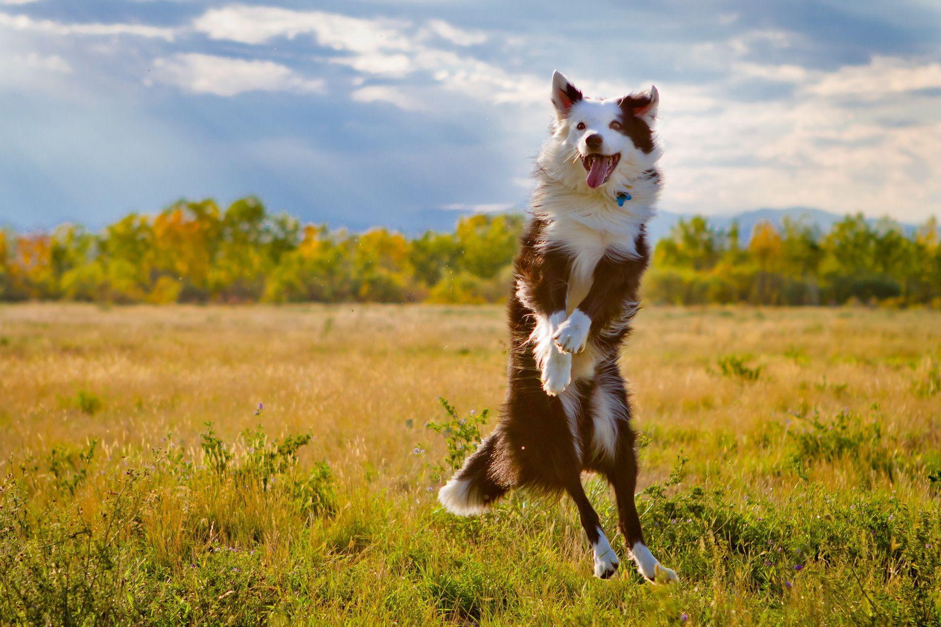 Australian Shepherd dog jumping wallpaper and image