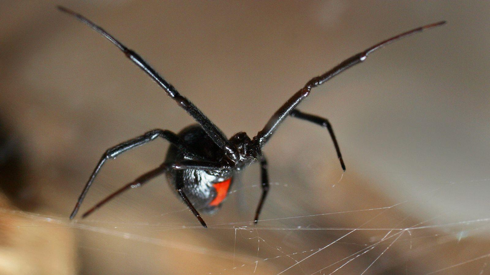 Black Widow Web Closeup.ngsversion