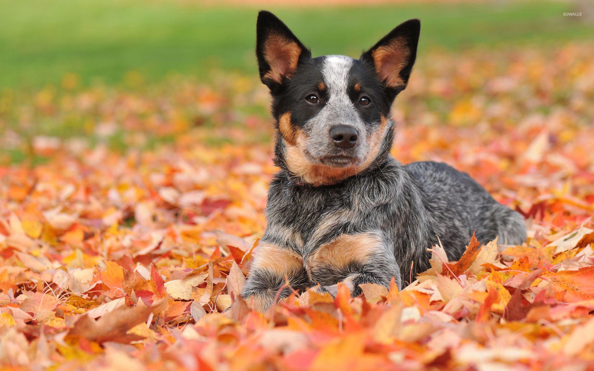 Australian Cattle Dog [2] wallpaper wallpaper