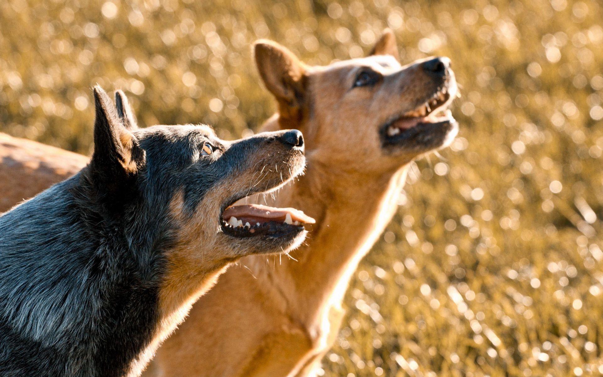 Australian Cattle Dog Wallpaper 11 X 1200