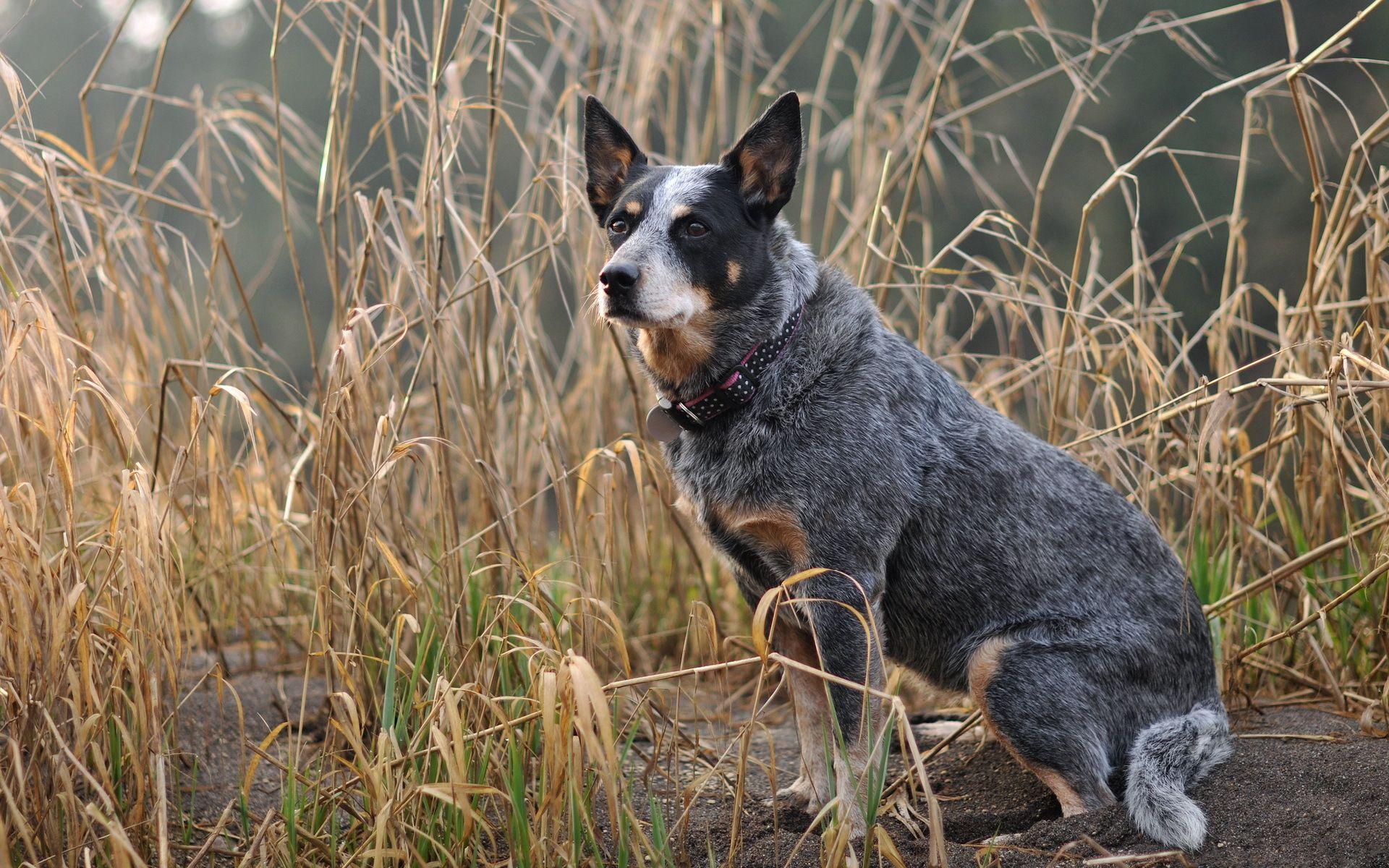Australian Cattle Dog Wallpaper