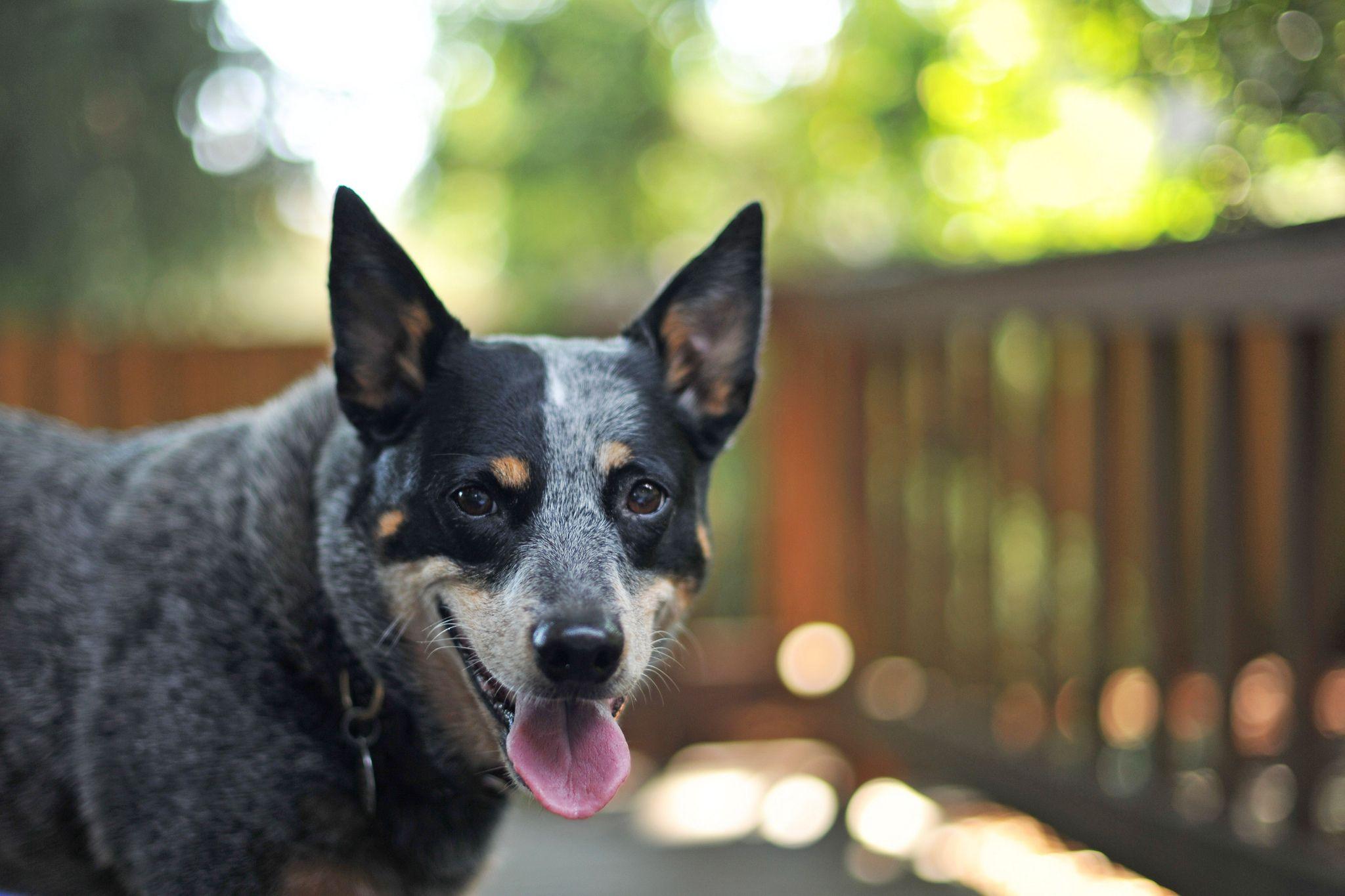 Australian Cattle Dog Desktop Wallpaper