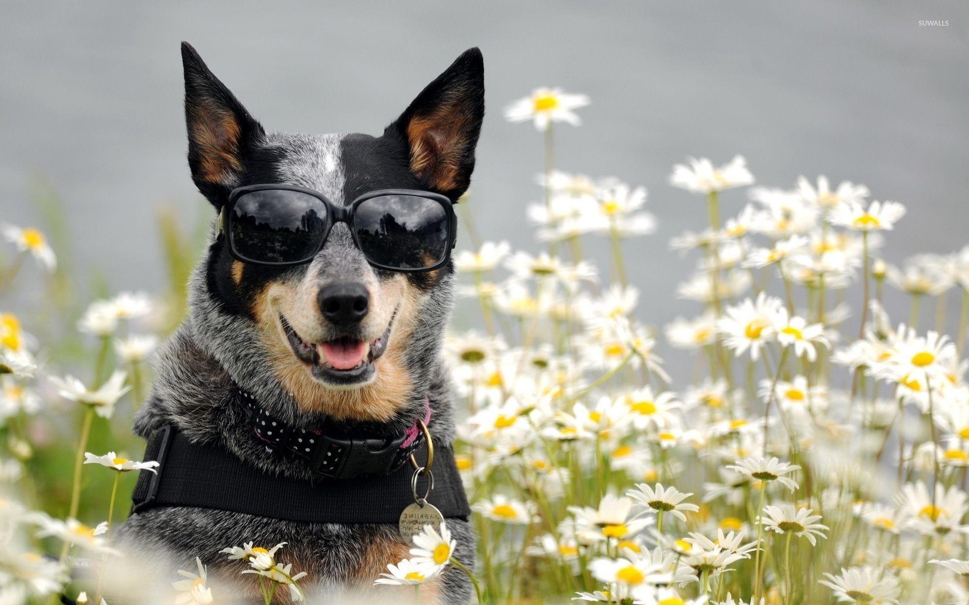 Australian Cattle Dog [3] wallpaper .suwalls.com