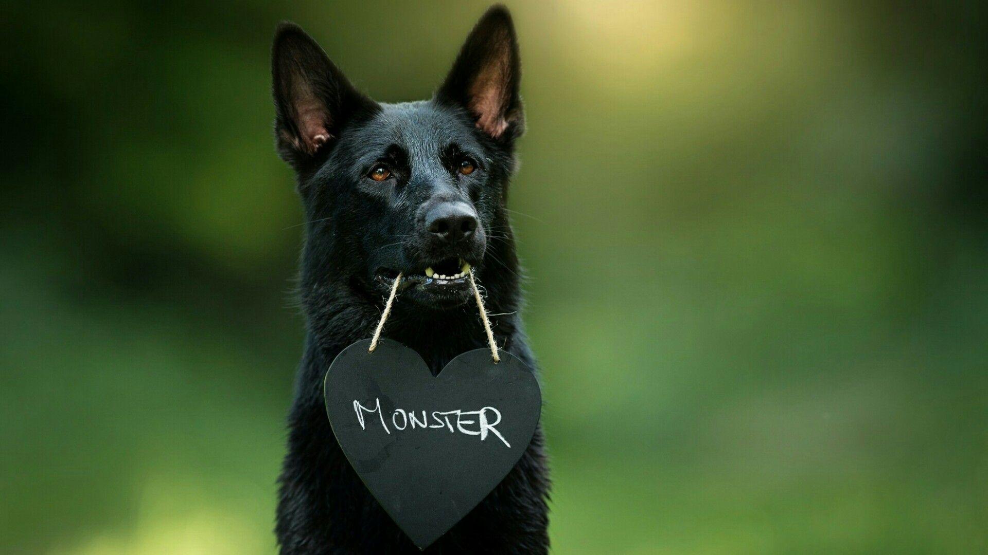 Black Australian Kelpie Dog Wallpaper. Wallpaper Studio 10. Tens